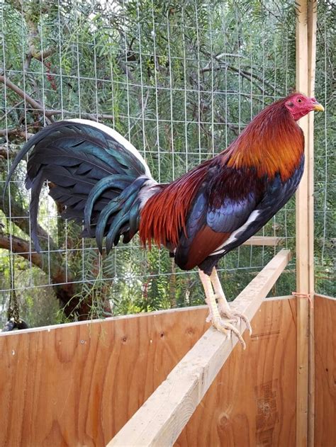 spanish gamefowl|gallos gamefowl.